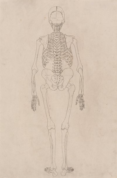 Esposizione anatomica comparativa della struttura del corpo umano con quella di una tigre e di un co... da George Stubbs